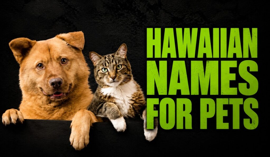 Hawaiian Names for Pets: 150+ Meaningful Ideas for Dogs & Cats