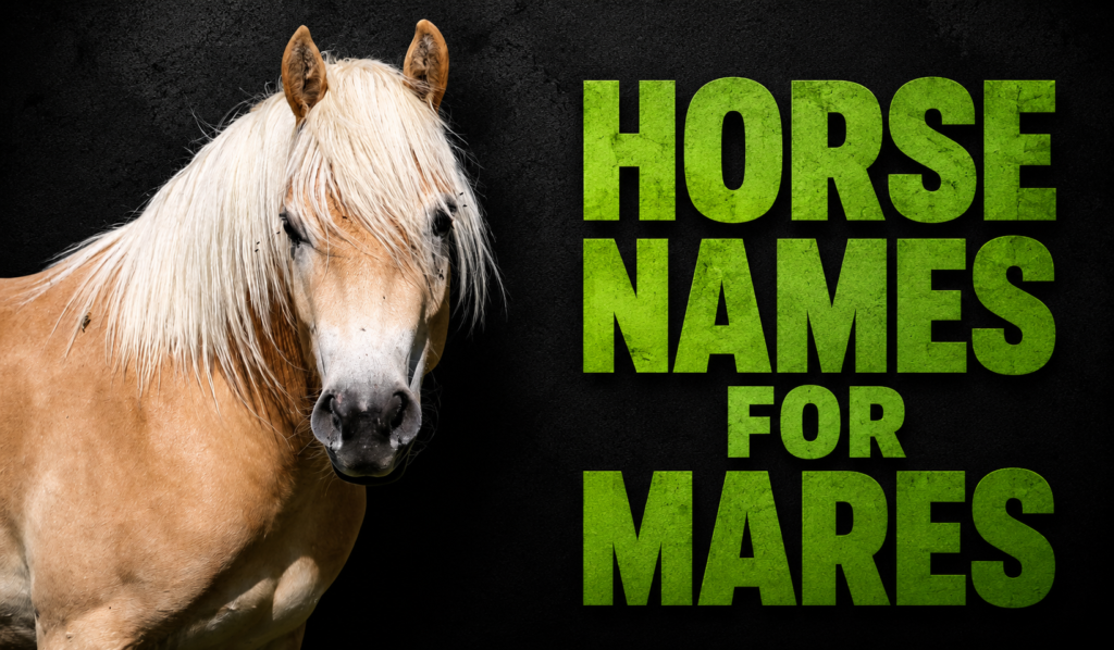 Horse Names for Mares: 550+ Beautiful & Unique Ideas (2026 Guide)