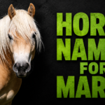 Horse Names for Mares: 550+ Beautiful & Unique Ideas (2026 Guide)