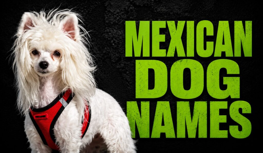 Mexican Dog Names: 325+ Cute, Cool & Popular Ideas for Male & Female Puppies