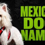 Mexican Dog Names: 325+ Cute, Cool & Popular Ideas for Male & Female Puppies