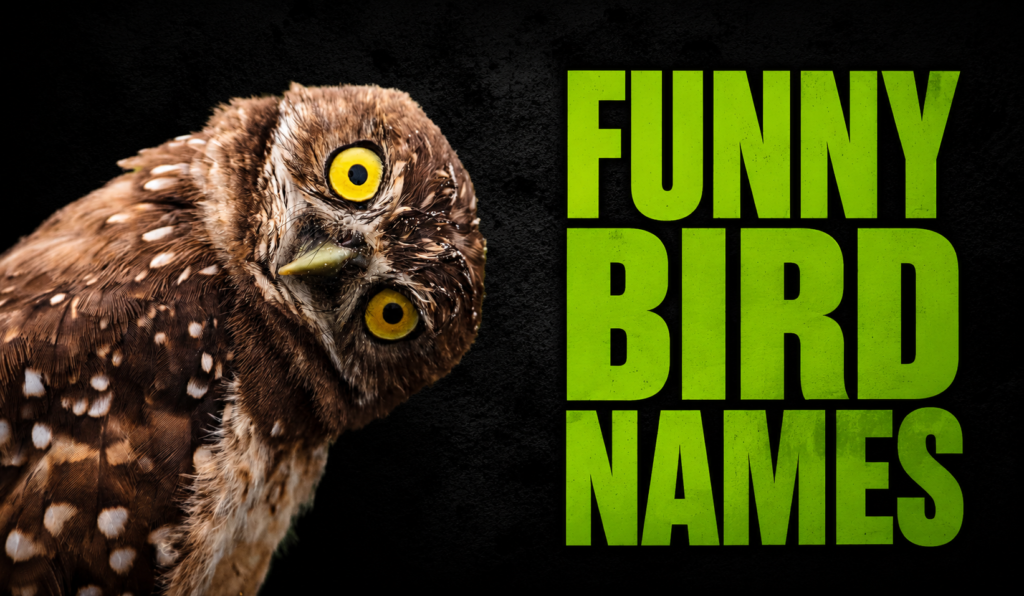 Funny Bird Names: The Most Hilarious, Weird & Unforgettable Names for Your Pet Bird