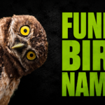 Funny Bird Names: The Most Hilarious, Weird & Unforgettable Names for Your Pet Bird
