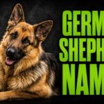 Best German Shepherd Names: 400+ Unique Ideas for Male and Female Dogs