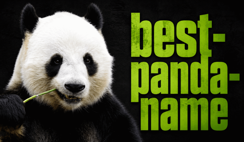 300+ Best Panda Names: Cute, Funny, Chinese, Famous, and Unique Ideas