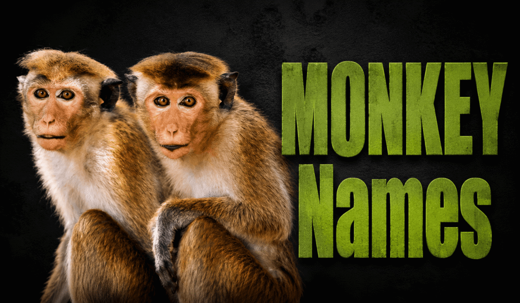 300+ Monkey Names: Cute, Funny, Famous, and Unique Ideas