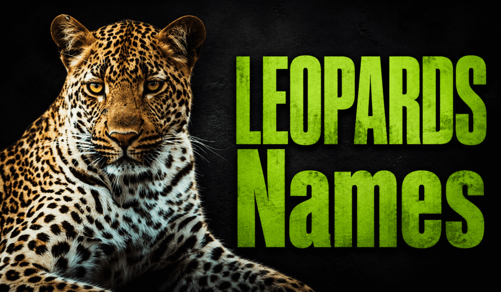 Leopard Names: 350+ Wild, Cute, Powerful, and Unique Ideas