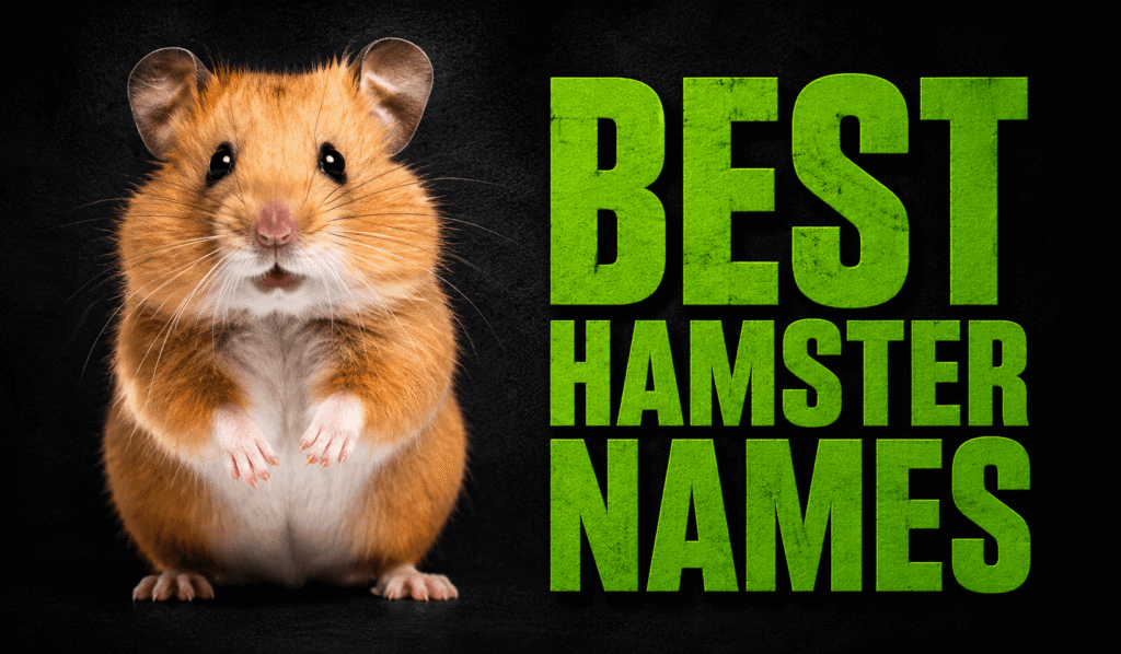 250+ Best Hamster Names: Cute, Funny, Unique & Clever Ideas