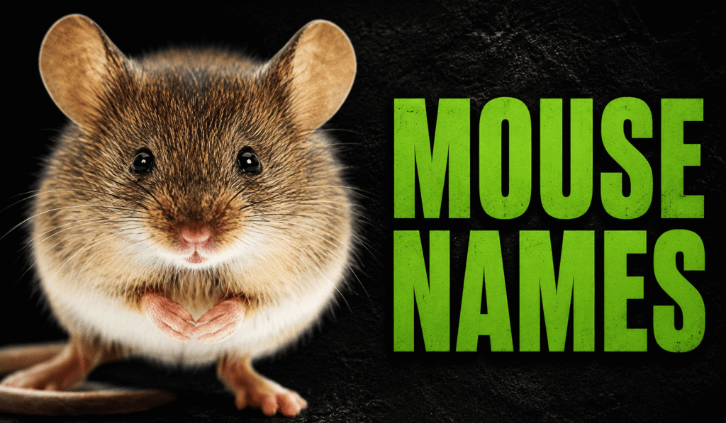 300+ Mouse Names: Cute, Funny, Famous, Color-Based, and Pair Name Ideas
