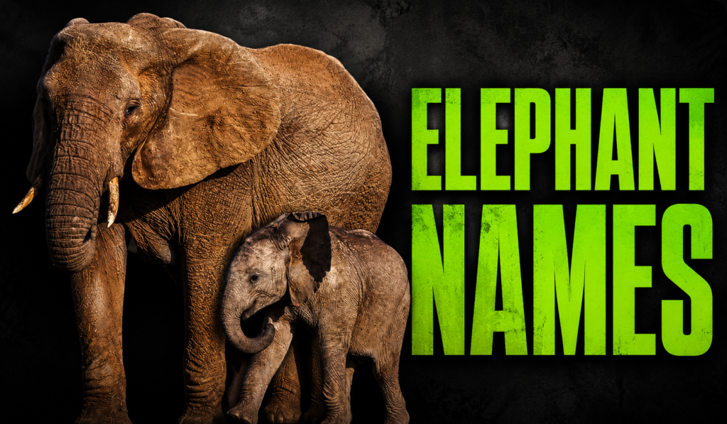 Elephant Names: Popular Ideas from Mythology to Pop Culture