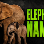 Elephant Names: Popular Ideas from Mythology to Pop Culture