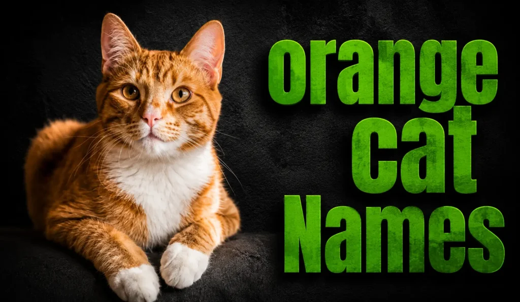 600+ Orange Cat Names: Cute, Funny, Unique & Meaningful Ideas