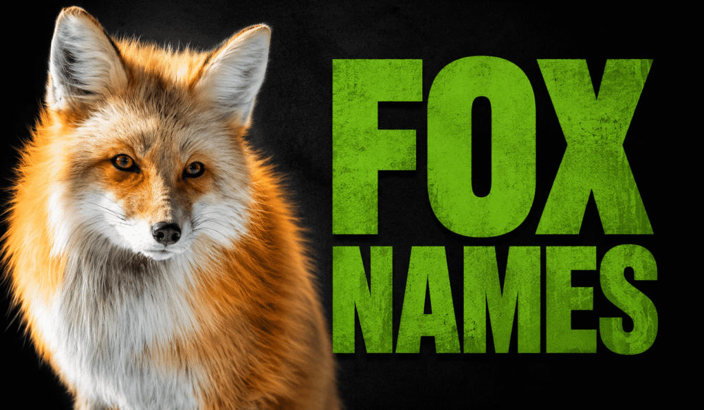 Fox Names: 300+ Cute, Clever, Mythical, and Meaningful Ideas