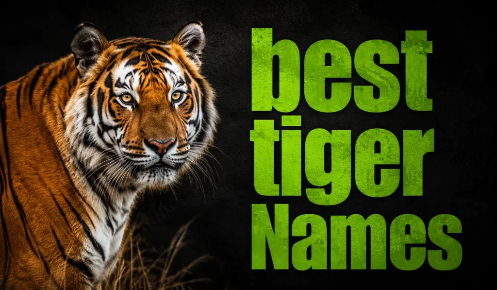 Best Tiger Names: 800+ Fierce, Cute, Funny, Powerful, and Unique Ideas for Every Tiger