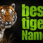 Best Tiger Names: 800+ Fierce, Cute, Funny, Powerful, and Unique Ideas for Every Tiger