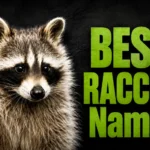 350+ Best Raccoon Names That Are Cute, Funny, Clever, and Unique