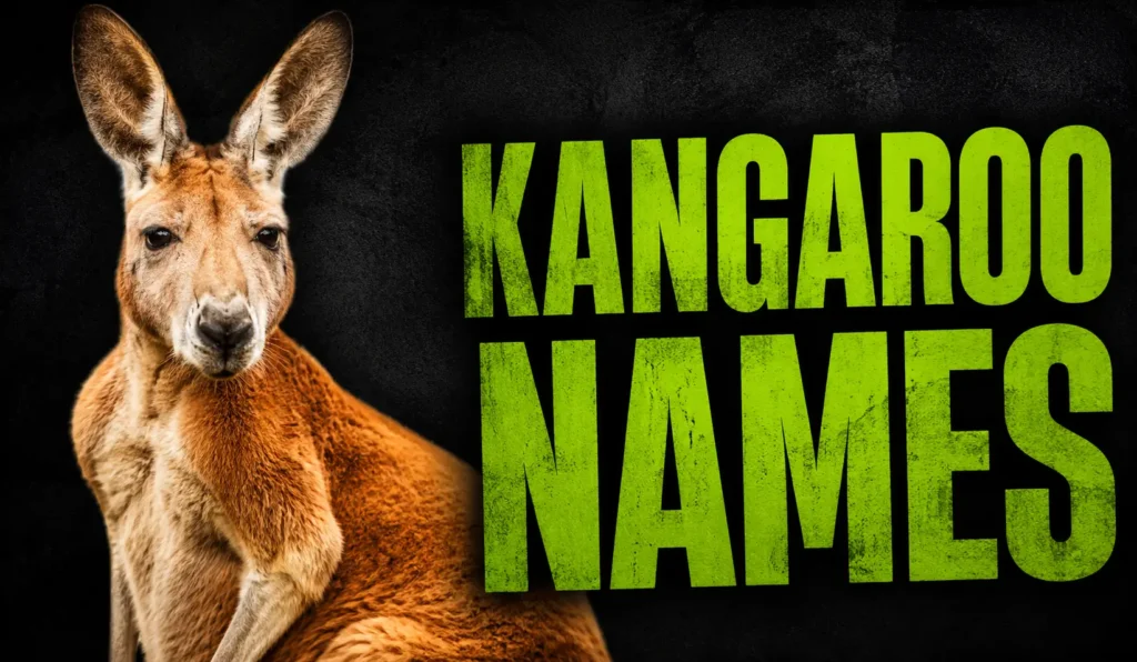 810+ Kangaroo Names: Cute, Funny, Unique & Creative Ideas