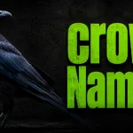 620+ Crow Names: Cute, Funny, Cool, Mythical & Unique Ideas 