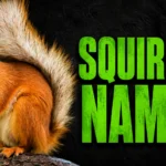 900+ Squirrel Names: Cute, Funny, Unique & Meaningful Ideas 