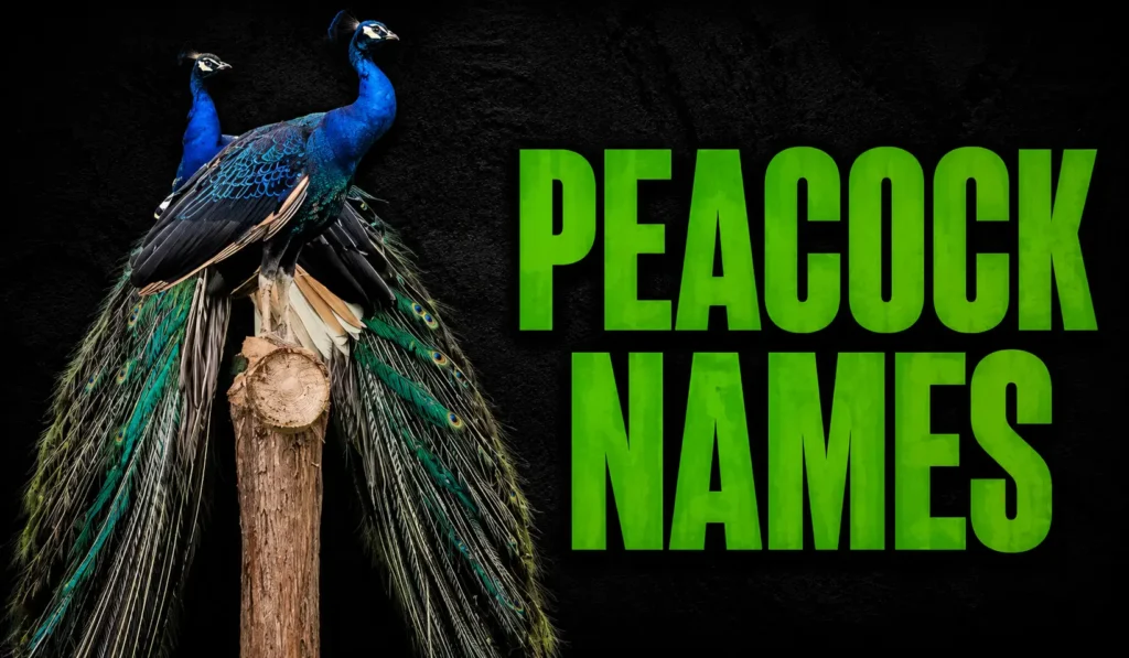 750+ Peacock Names for Male, Female, Cute, Funny, and Unique Birds