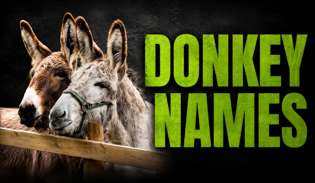 Donkey Names: 500+ Cute, Funny, Famous, and Farm-Ready Ideas