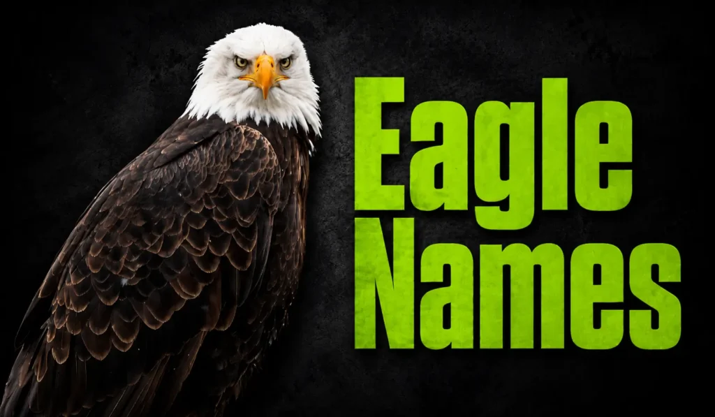800+ Eagle Names: Cool, Powerful, Funny, Mythical, and Meaningful Ideas