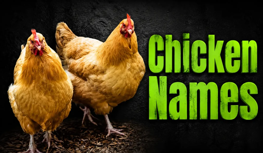 300+ Best Chicken Names for Hens, Roosters & Chicks