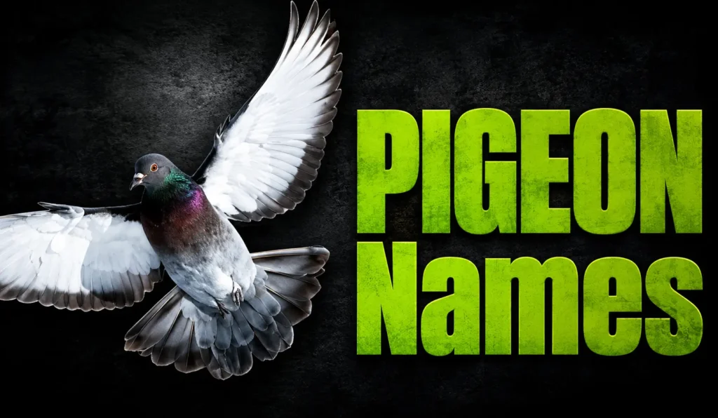 Pigeon Names: 800+ Creative Ideas for Pet Birds