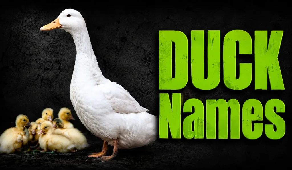 300+ Best Duck Names for Every Personality, Color, and Flock