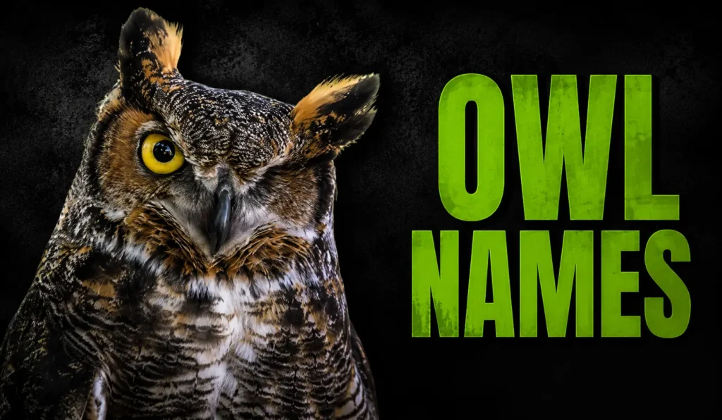 800+ Best Owl Names: Cute, Funny & Fantasy Picks