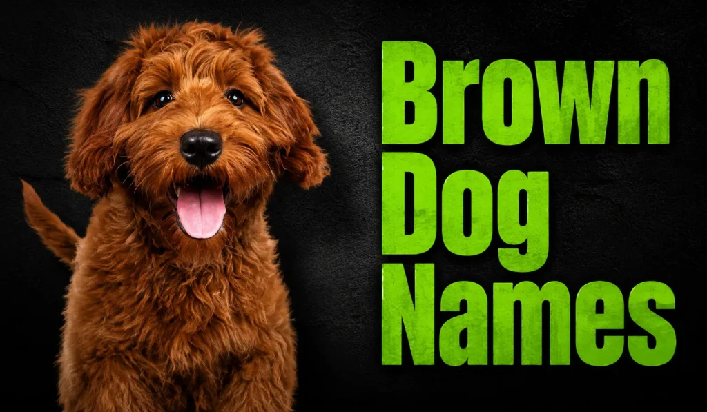 300+ Best Brown Dog Names: Cute, Unique & Popular Ideas