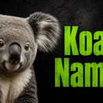 460+ Koala Names: Cute, Funny, Unique & Cool Ideas 