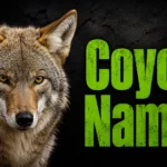 Coyote Names: 500+ Wild, Clever, Cute & Unique Ideas
