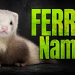 300+ Ferret Names for Cute, Funny & Unique Ideas