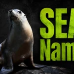 300+ Best Seal Names: Cute, Funny & Cool Ideas