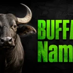 300+ Buffalo Names: Cute, Funny, Cool & Unique Ideas