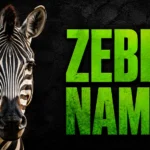300+ Zebra Names Ideas: Cute, Funny & Meaningful Picks