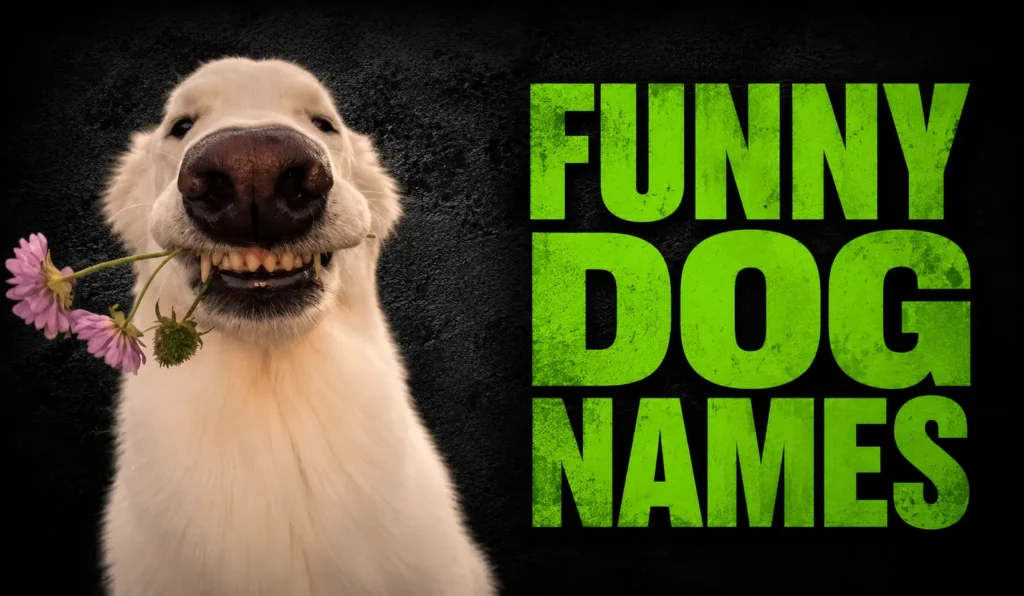 300+ Funny Dog Names for Goofy, Clever, and Lovable Pups