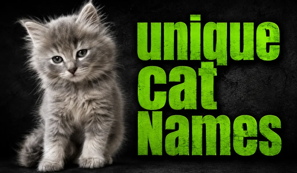 600+ Unique Cat Names for Male, Female & Kittens