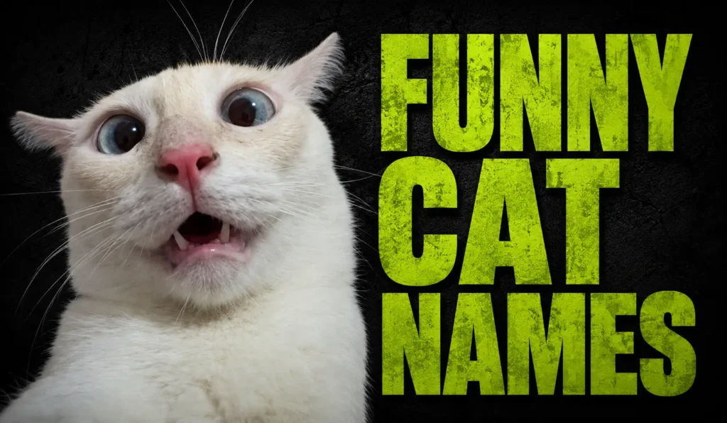 600+ Funny Cat Names for Every Cute and Silly Kitty
