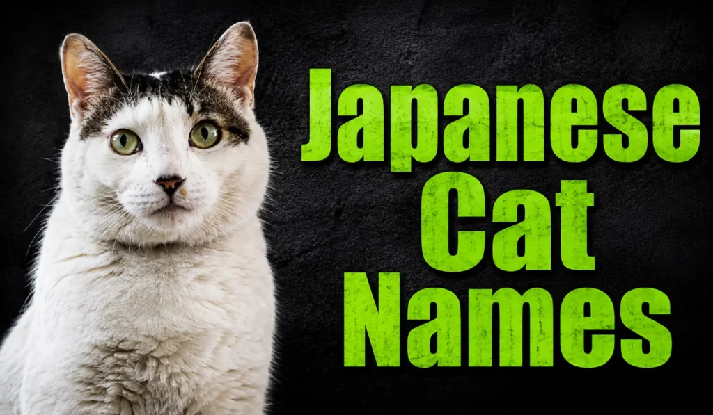 Best Japanese Cat Names: 500+ Cute & Unique Ideas