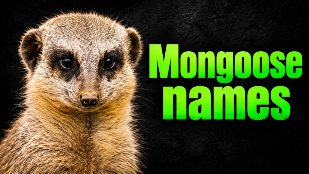 Mongoose Names: 500+ Cool, Cute, Funny & Unique Ideas
