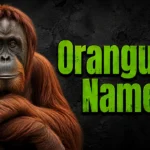Orangutan Names: 500+ Cute, Funny & Unique Ideas 