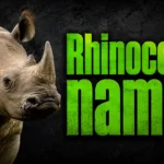400+ Rhinoceros Names: Cute, Funny & Unique Ideas