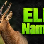300+ Elk Names: Best, Cute, Cool, Funny & Unique Ideas