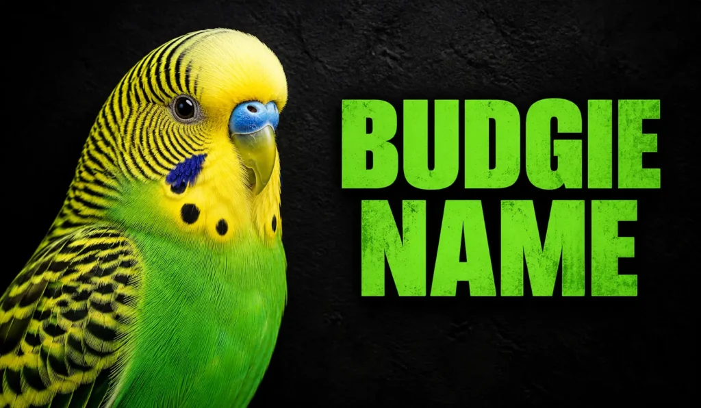 600+ Budgie Names: Cute, Funny, Unique & More