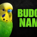 600+ Budgie Names: Cute, Funny, Unique & More
