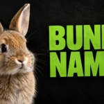 600+ Bunny Names: Cute, Funny & Unique Ideas