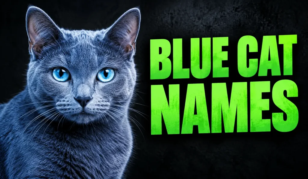 500+ Blue Cat Names for Cute, Cool & Unique Cat