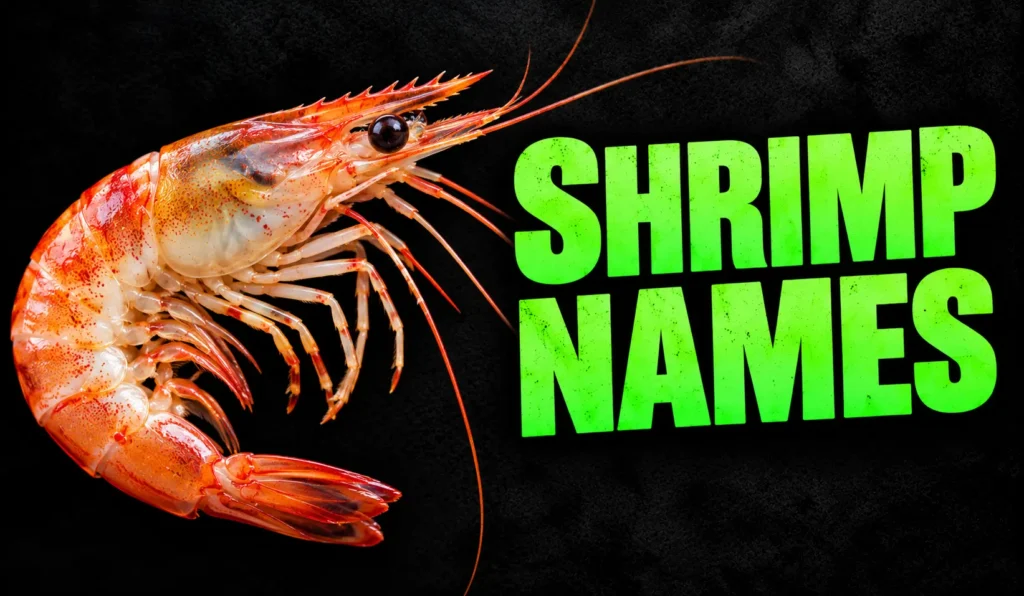 500+ Shrimp Names: Cute, Funny, Cool & Unique Ideas